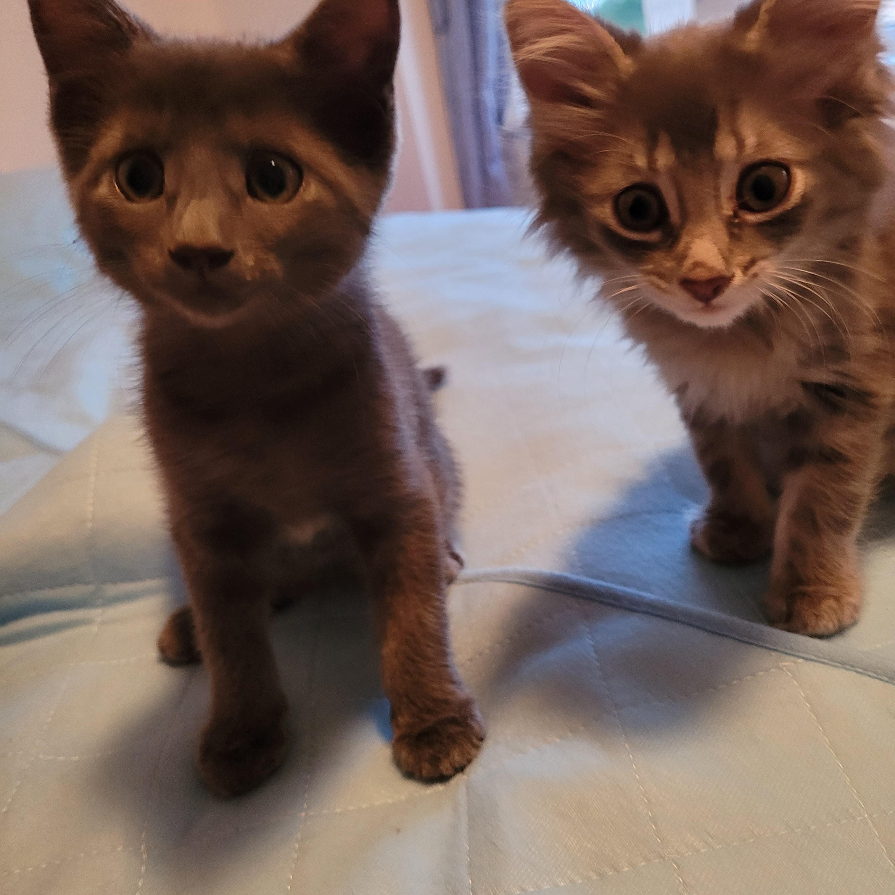 Enlarge Slate, an adopted Domestic Short Hair in Mississauga, ON image 2/5