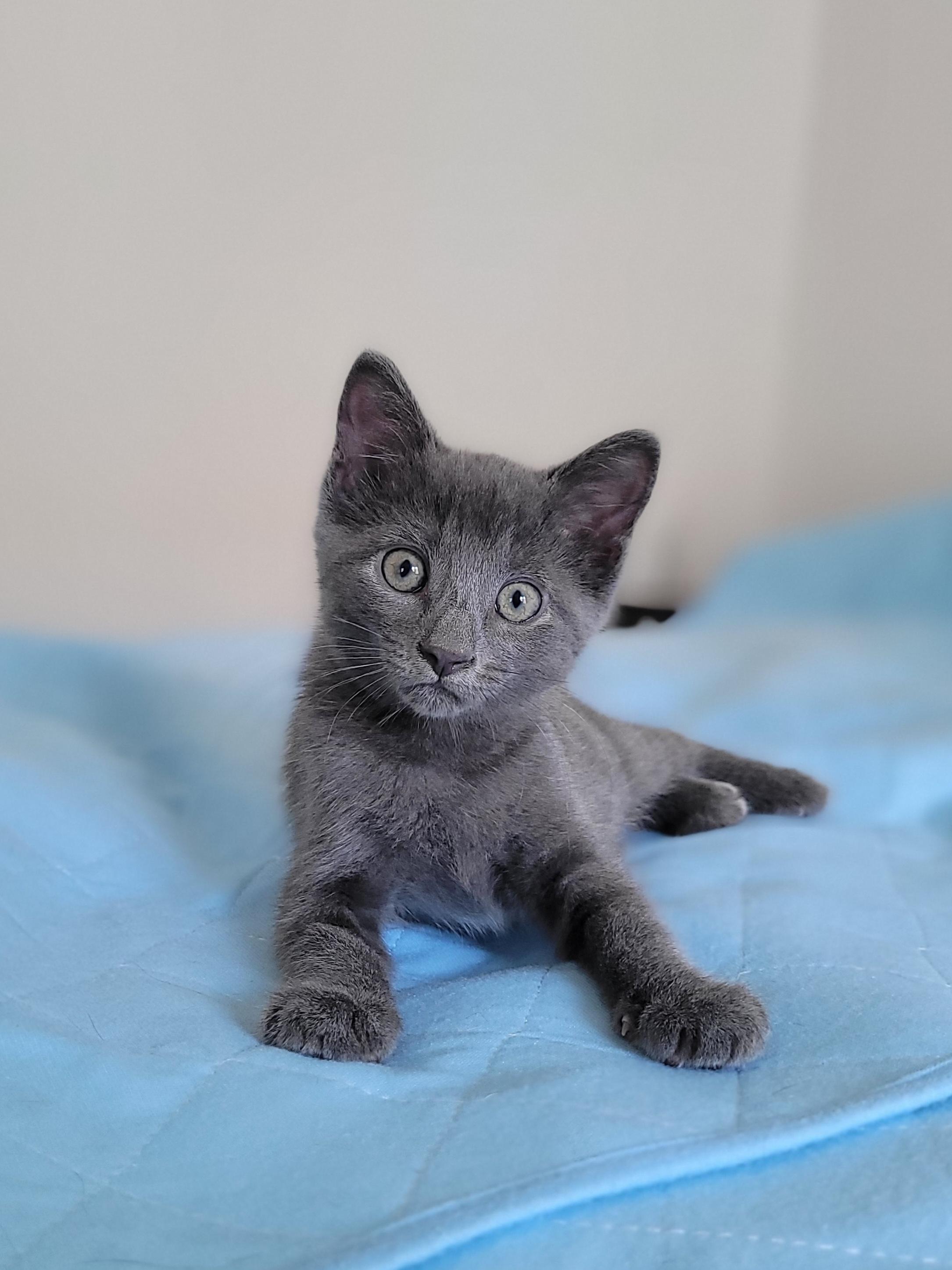 Slate, adopted, Kitten Male Domestic Short Hair.