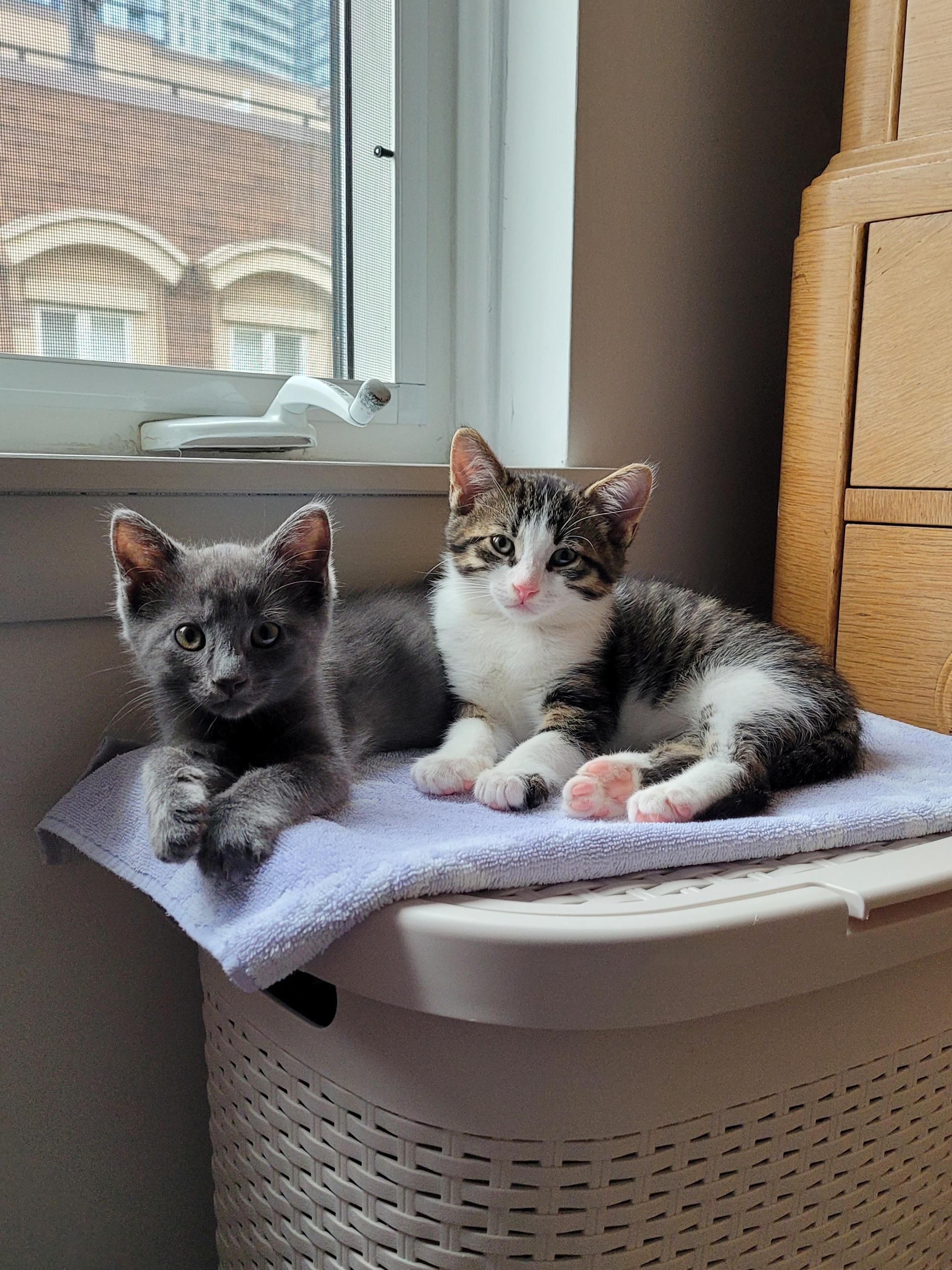 Enlarge Slate, an adopted Domestic Short Hair in Mississauga, ON image 5/5