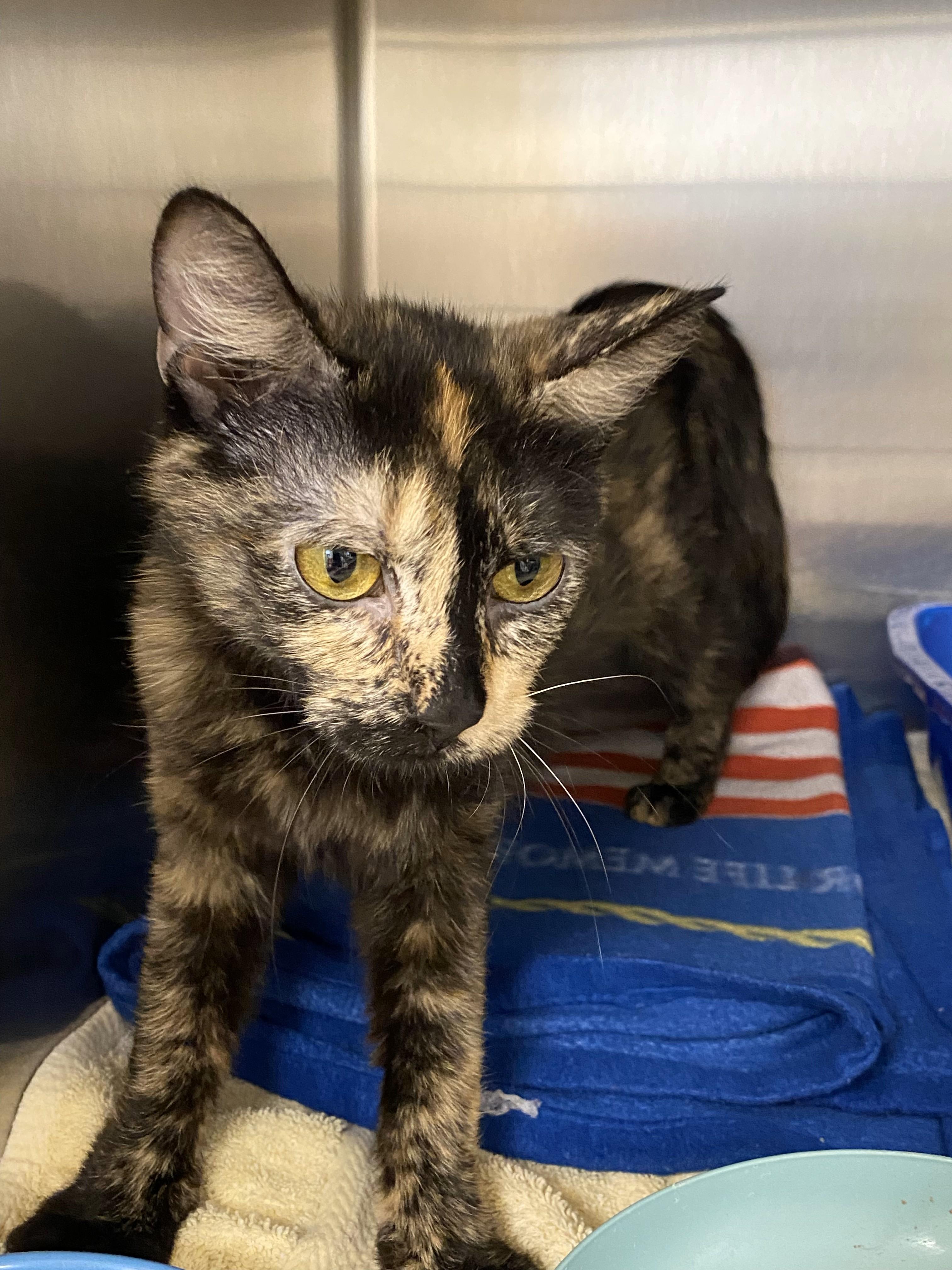 Code Red, an adoptable Domestic Short Hair in Normal, IL_image-1
