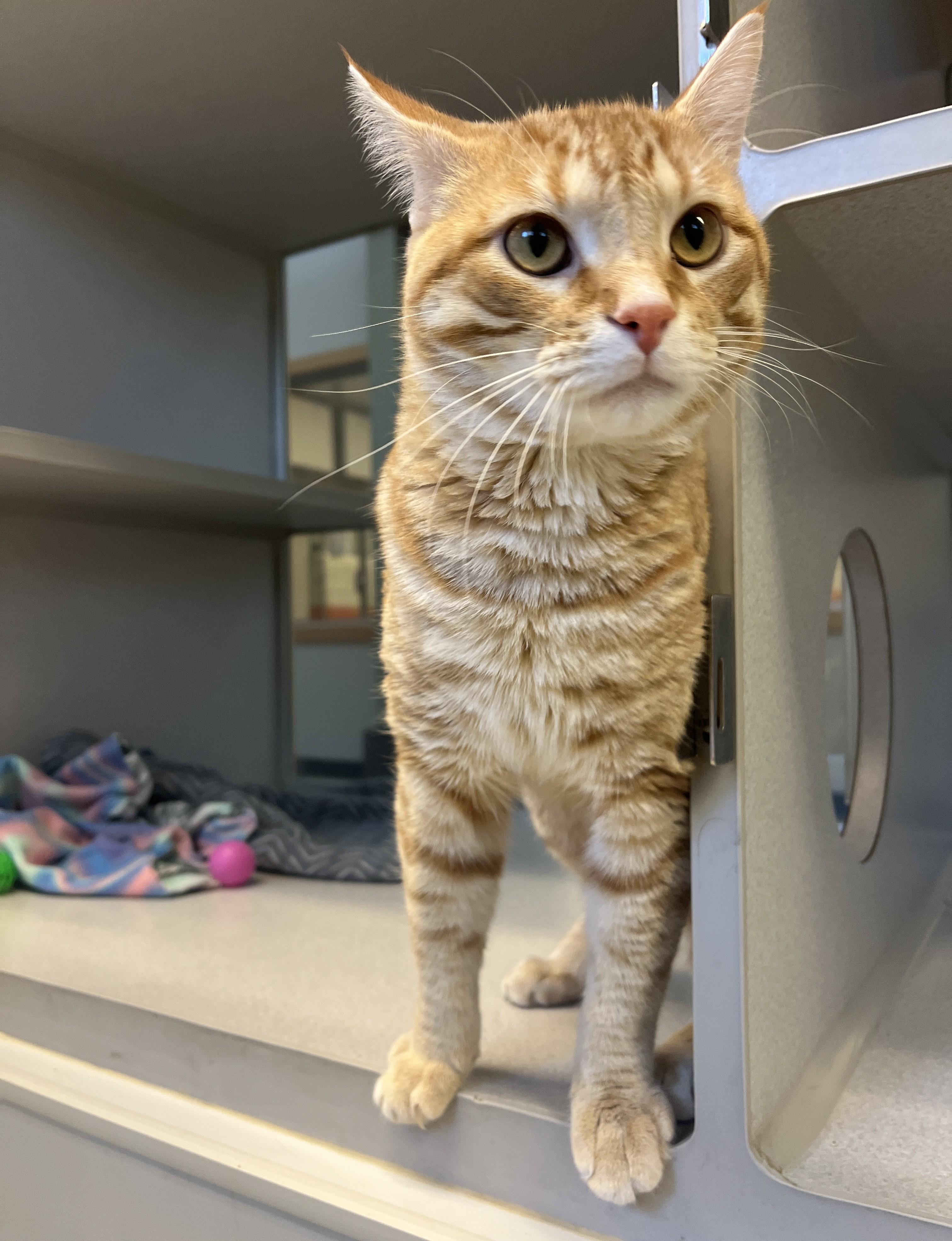 Mr. Mister, a ADOPTABLE Domestic Short Hair in Cedar Rapids, IA image 2/5