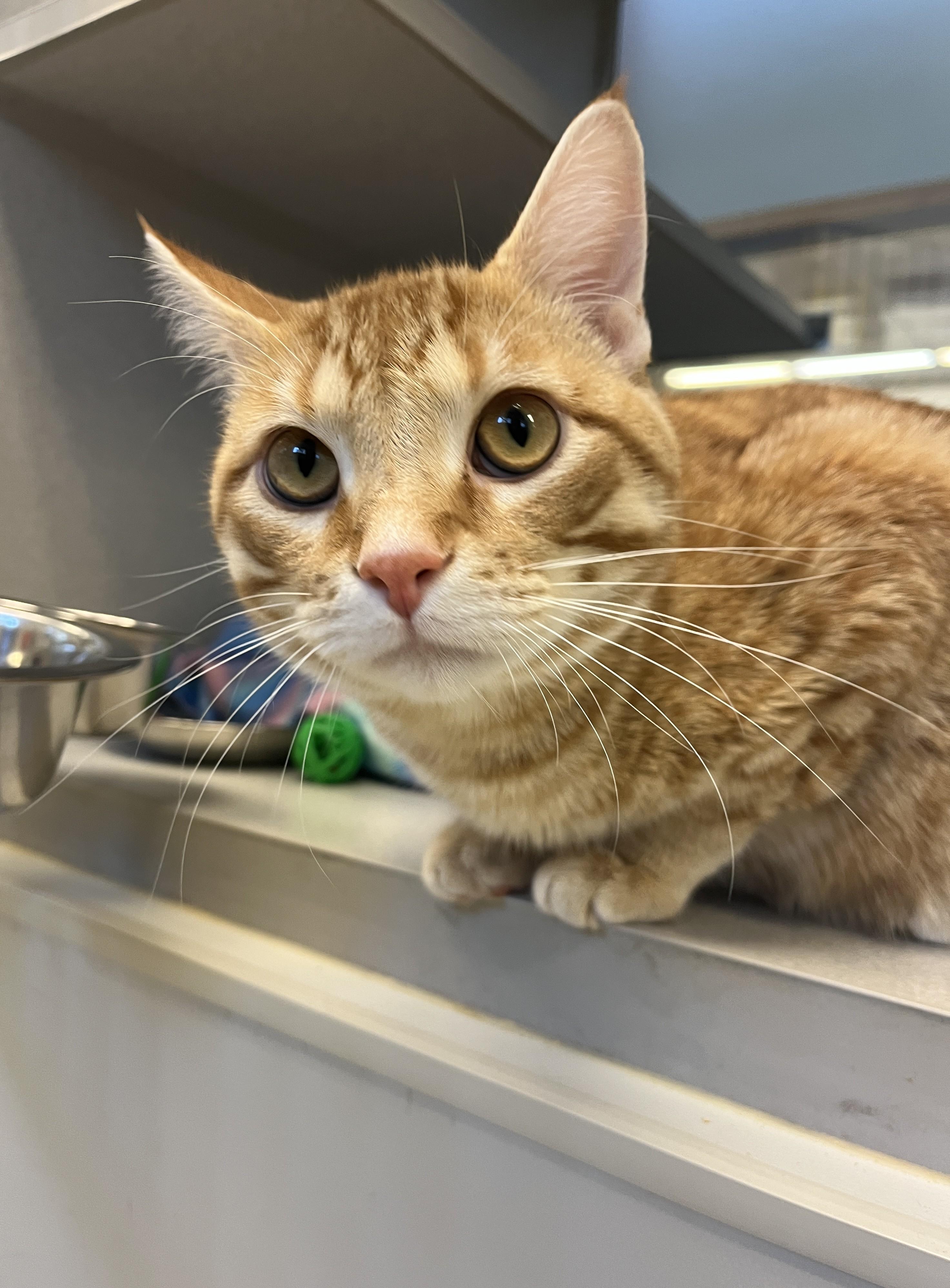 Mr. Mister, ADOPTABLE, Adult Male Domestic Short Hair.