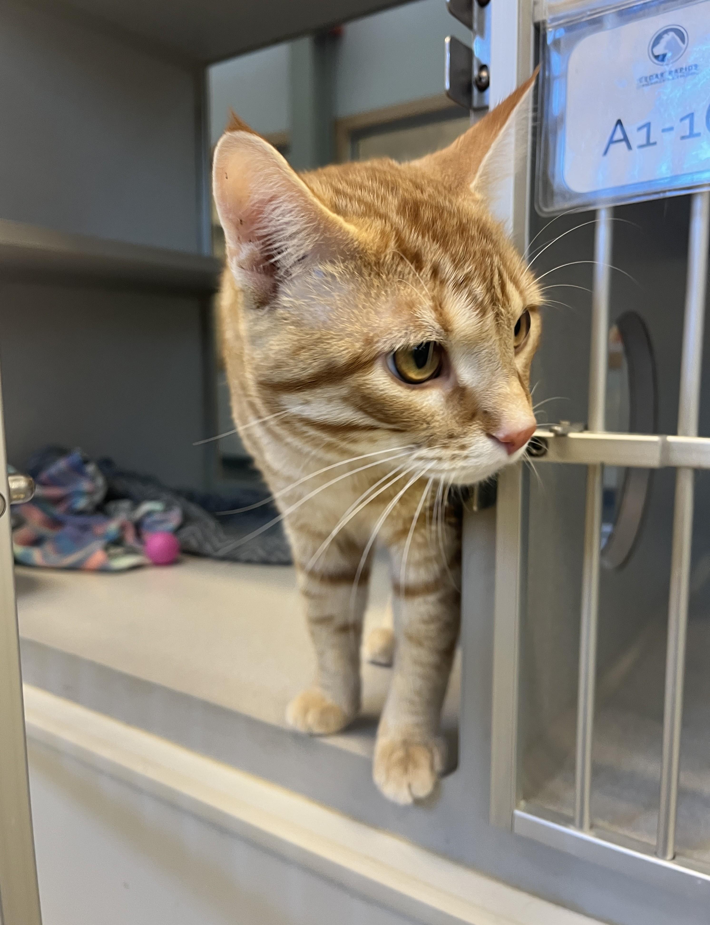 Mr. Mister, a ADOPTABLE Domestic Short Hair in Cedar Rapids, IA image 3/5
