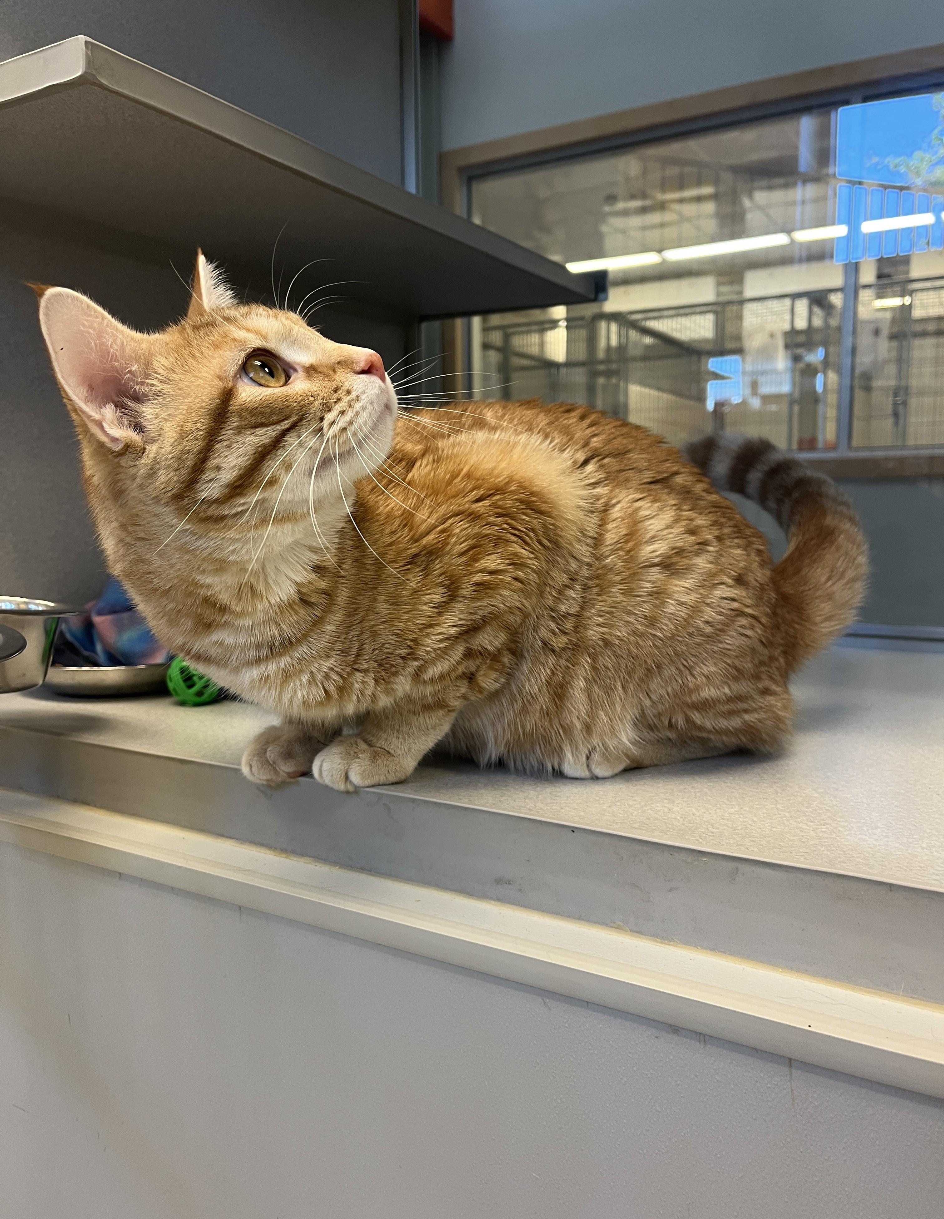 Mr. Mister, a ADOPTABLE Domestic Short Hair in Cedar Rapids, IA image 4/5