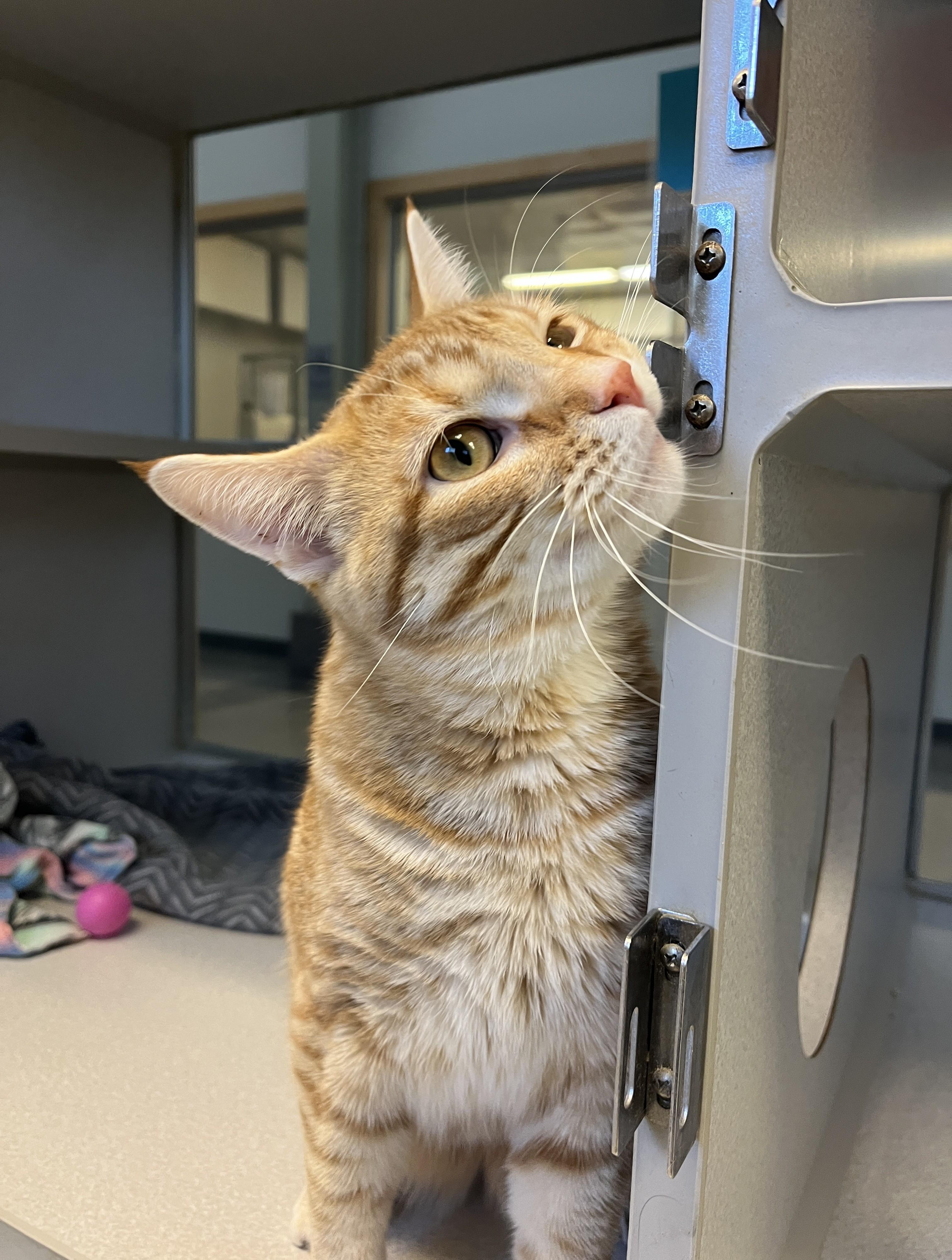 Mr. Mister, a ADOPTABLE Domestic Short Hair in Cedar Rapids, IA image 5/5