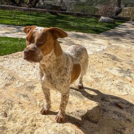 Reba, Adoptable, Adult Female English Bulldog & Cattle Dog.