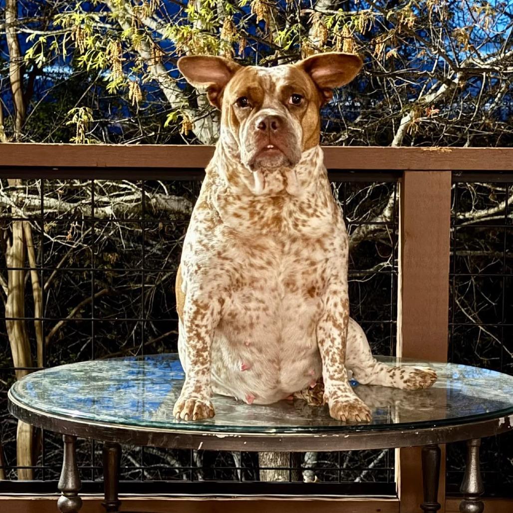 Enlarge Reba, a Adoptable mixed breed in Kerrville, TX image 2/4