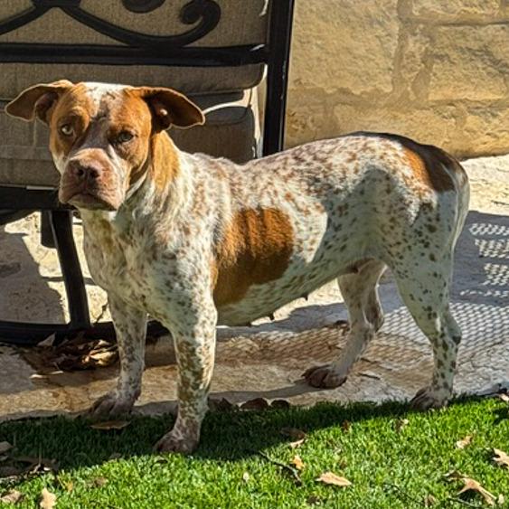 Enlarge Reba, a Adoptable mixed breed in Kerrville, TX image 3/4