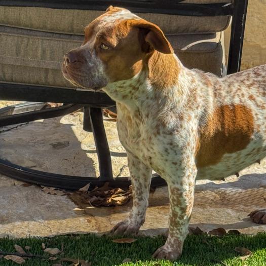 Enlarge Reba, a Adoptable mixed breed in Kerrville, TX image 4/4