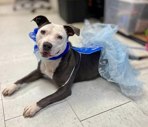 Nala, an adopted Pit Bull Terrier in Eagle, ID image 2/2