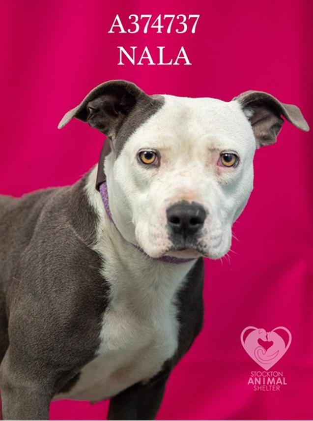 Nala, an adopted Pit Bull Terrier in Eagle, ID image 1/2