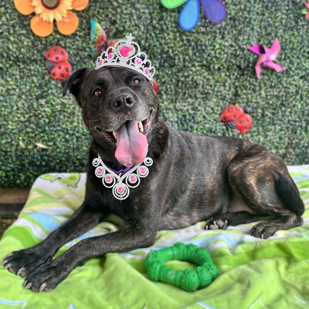Enlarge Scholastic Queen, a Adoptable mixed breed in Austin, TX image 1/6