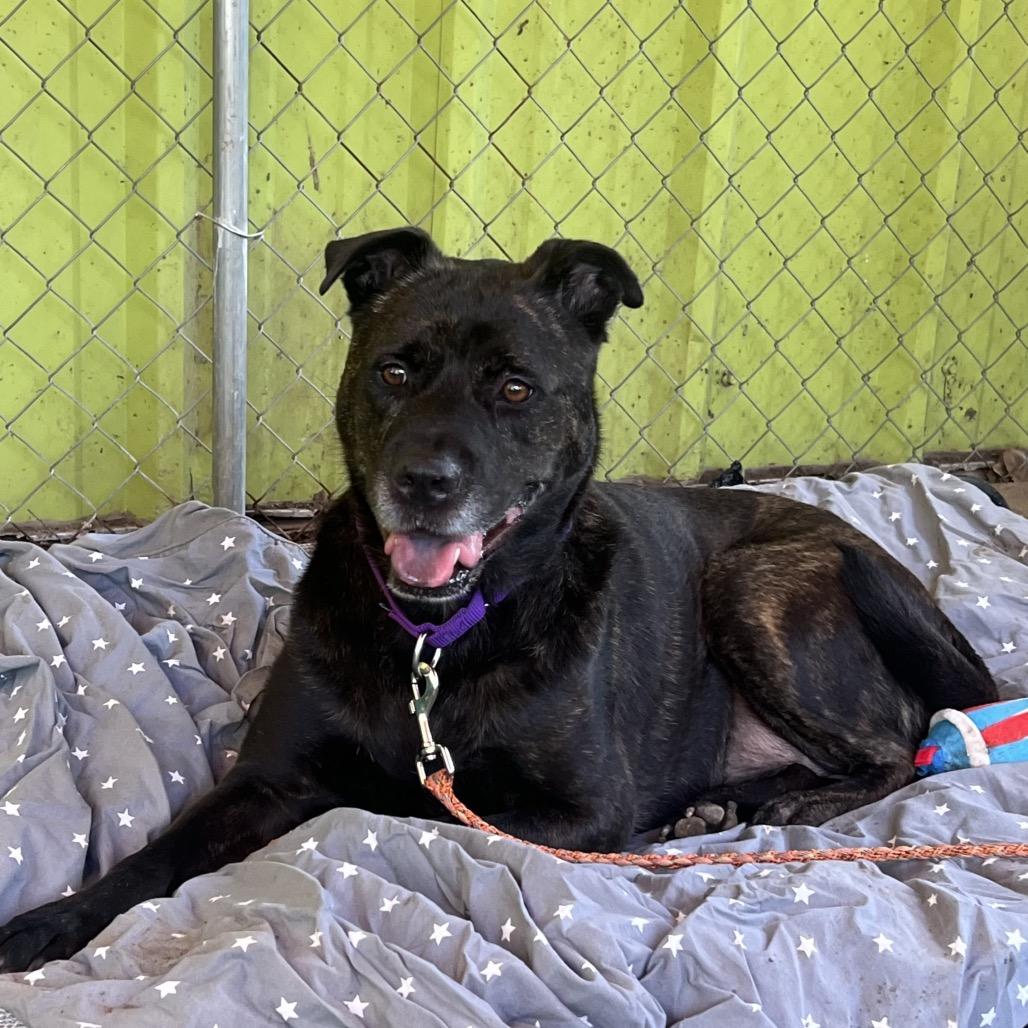 Enlarge Scholastic Queen, a Adoptable mixed breed in Austin, TX image 2/6