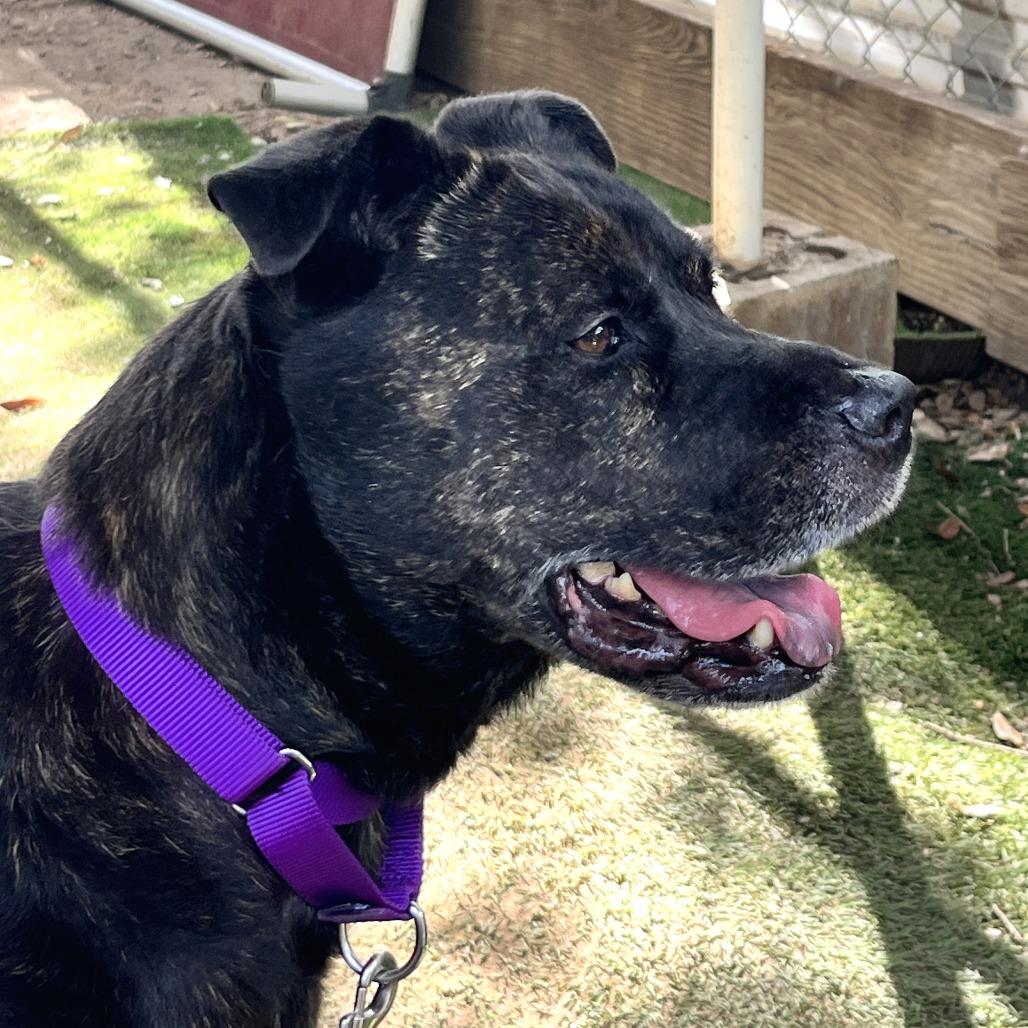 Enlarge Scholastic Queen, a Adoptable mixed breed in Austin, TX image 3/6