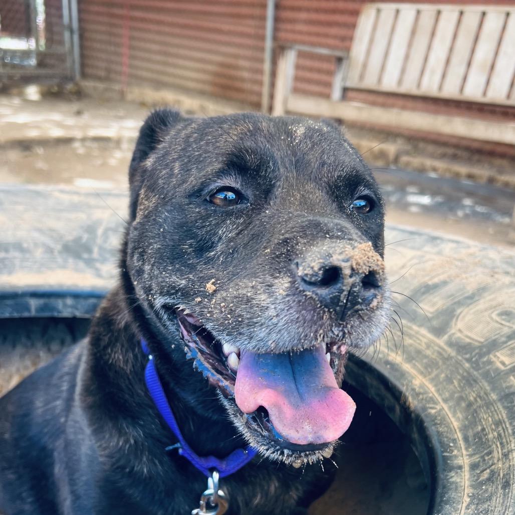 Enlarge Scholastic Queen, a Adoptable mixed breed in Austin, TX image 4/6