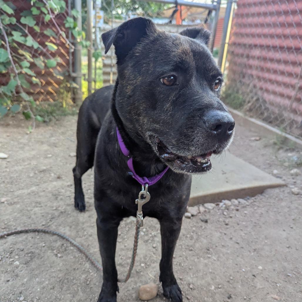 Enlarge Scholastic Queen, a Adoptable mixed breed in Austin, TX image 5/6