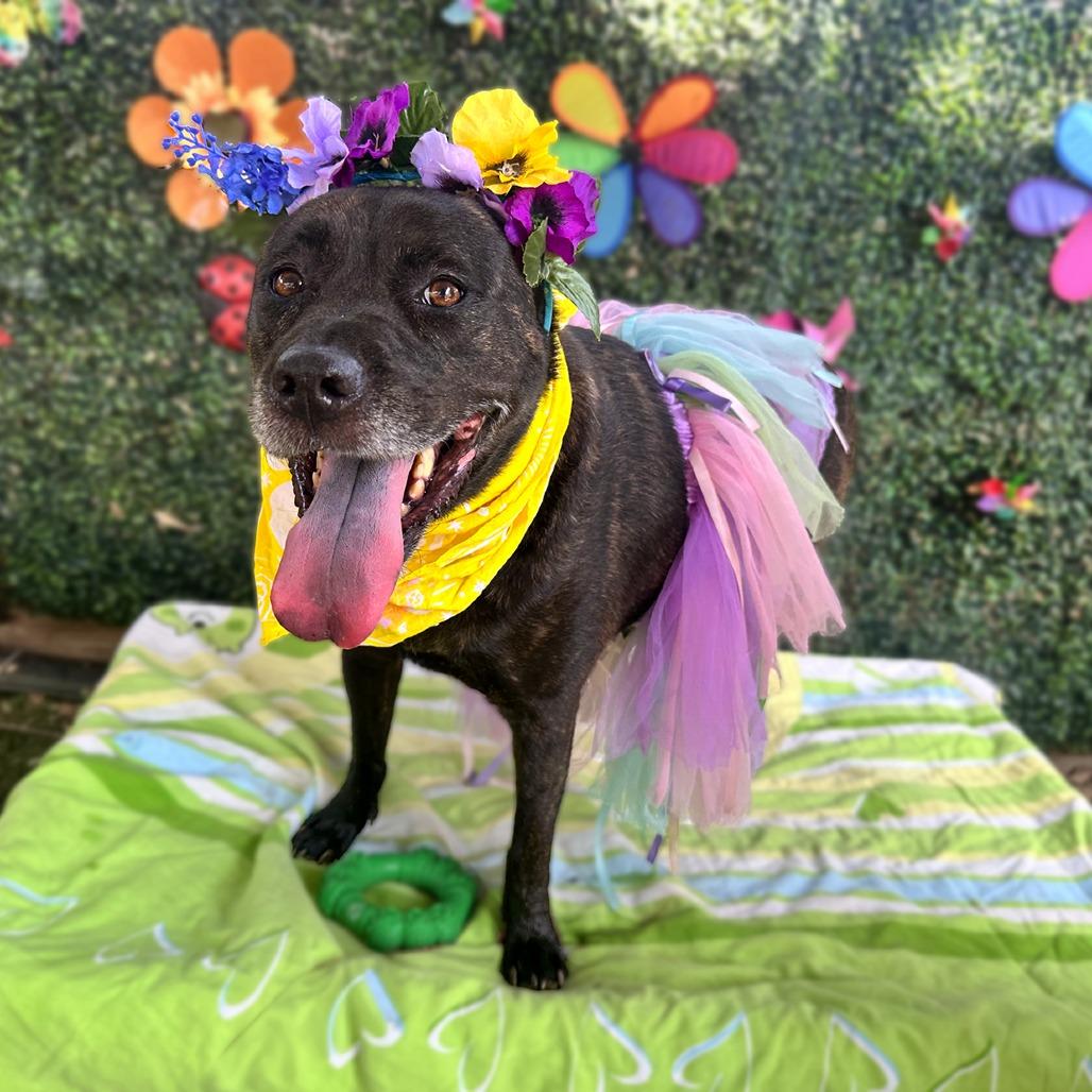 Enlarge Scholastic Queen, a Adoptable mixed breed in Austin, TX image 6/6