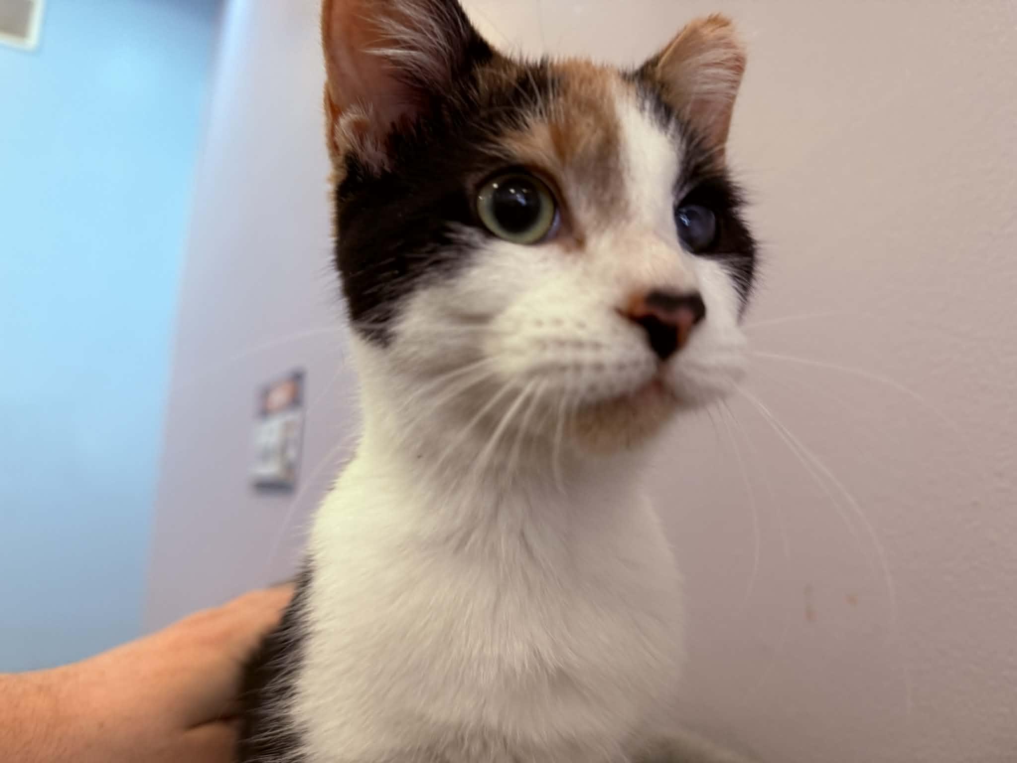 Enlarge Chance , a ADOPTABLE Calico in West Lafayette, IN image 3/6