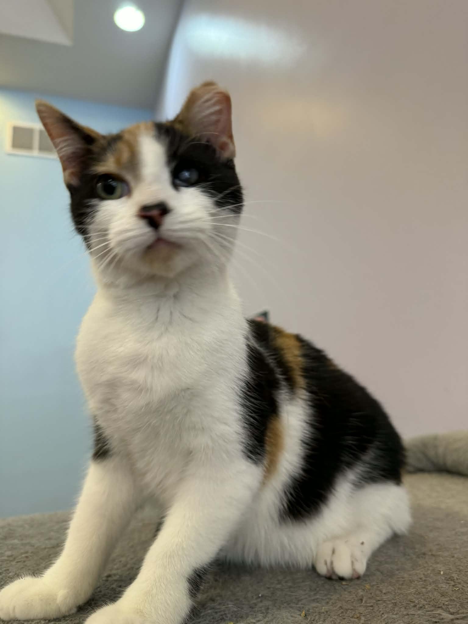 Enlarge Chance , a ADOPTABLE Calico in West Lafayette, IN image 4/6