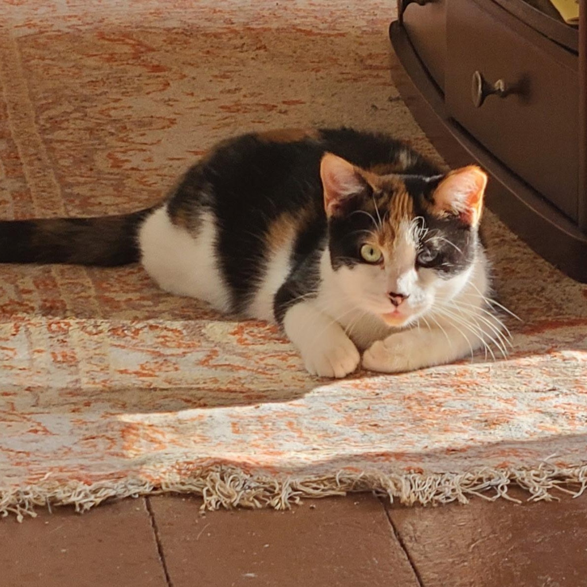 Chance , ADOPTABLE, Kitten Female Calico.