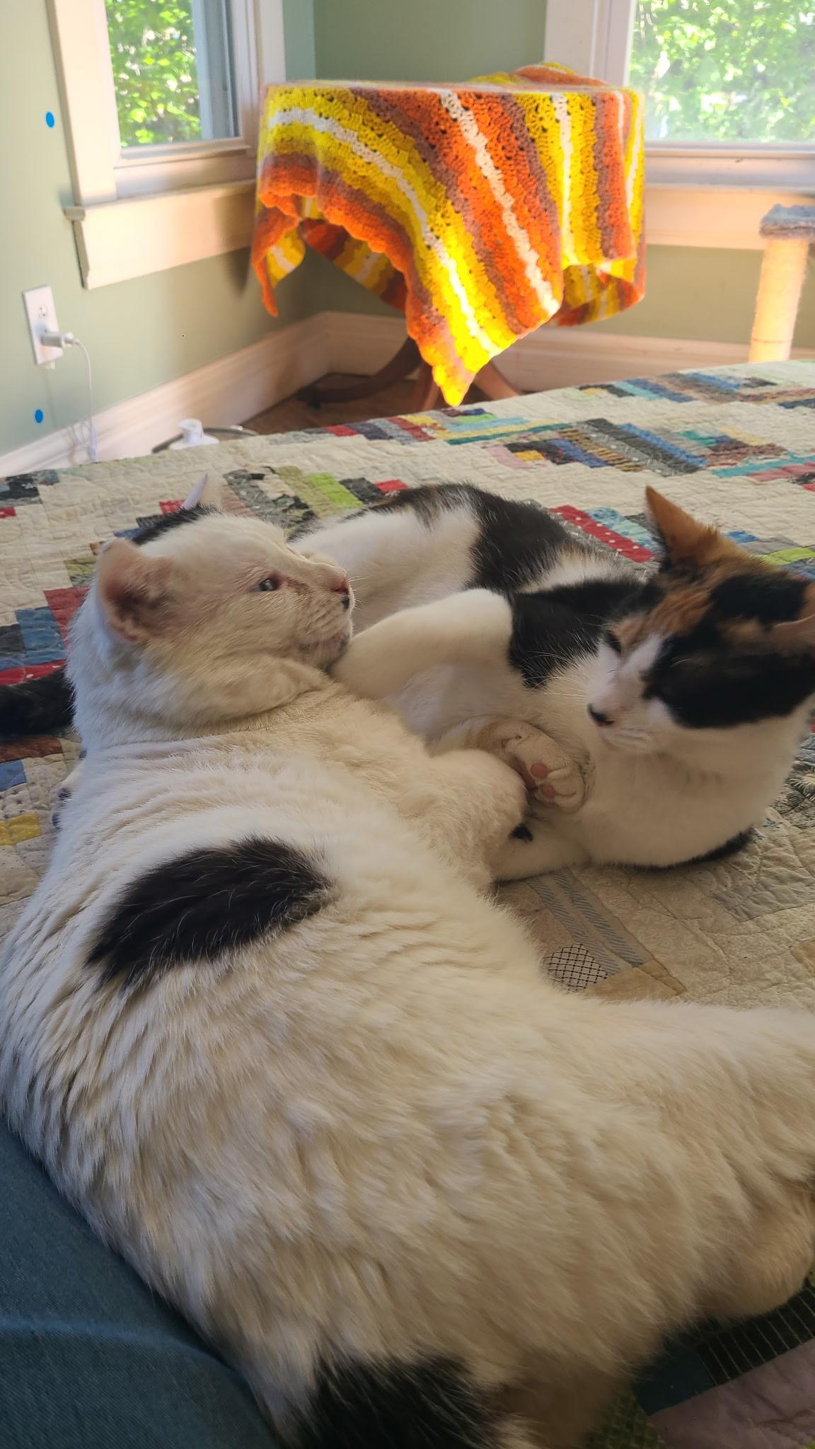 Chance and Otto, ADOPTABLE, Young Female Calico.