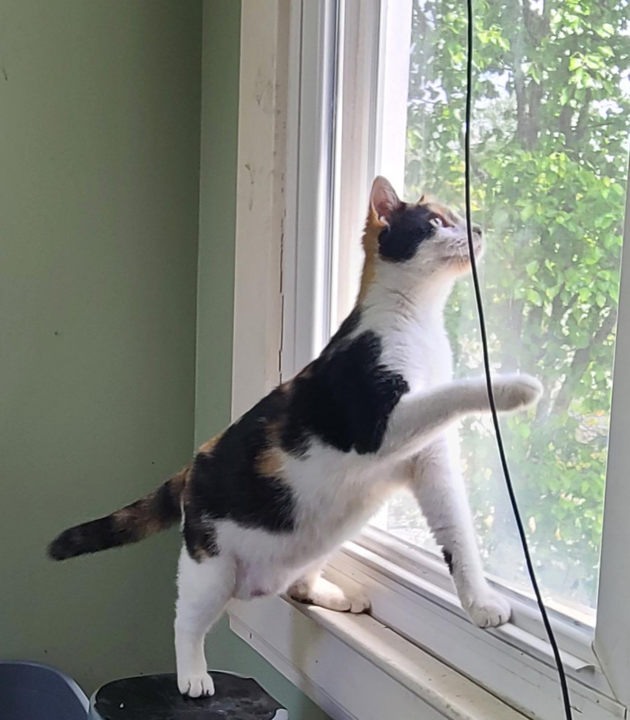 Enlarge Chance and Otto, a ADOPTABLE Calico in West Lafayette, IN image 3/5