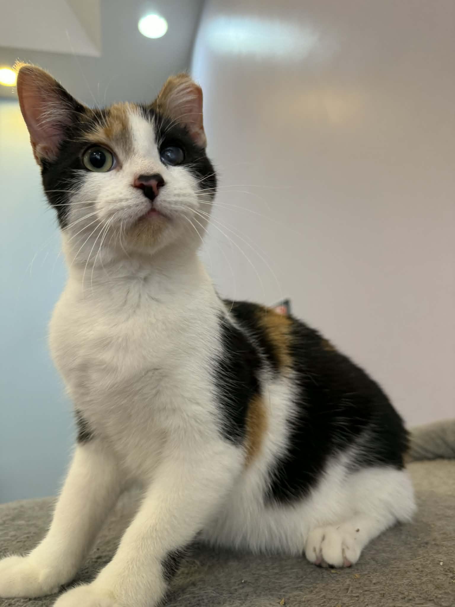 Enlarge Chance , a ADOPTABLE Calico in West Lafayette, IN image 2/6