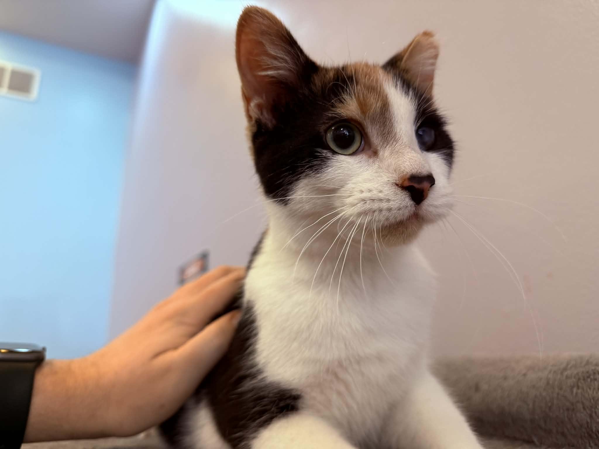 Chance , ADOPTABLE, Kitten Female Calico.