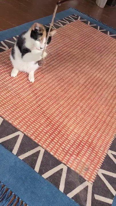 Enlarge Chance , a ADOPTABLE Calico in West Lafayette, IN video 6/6