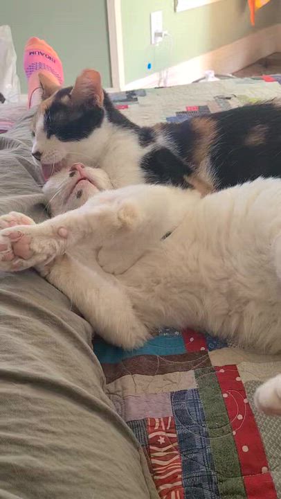 Enlarge Chance and Otto, a ADOPTABLE Calico in West Lafayette, IN video 5/5