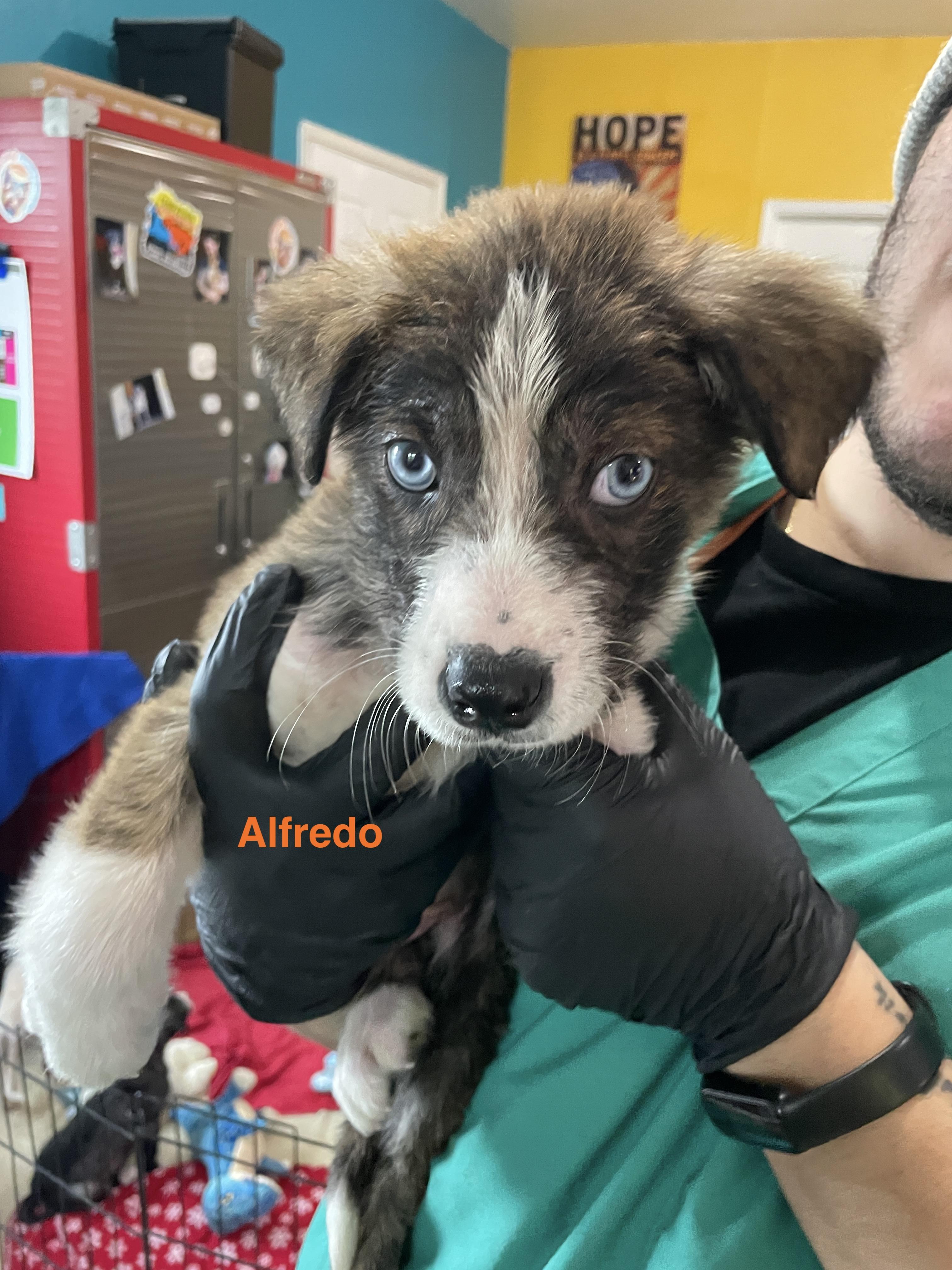 Enlarge Alfredo, an adoptable mixed breed in Santa Rosa, CA image 2/6