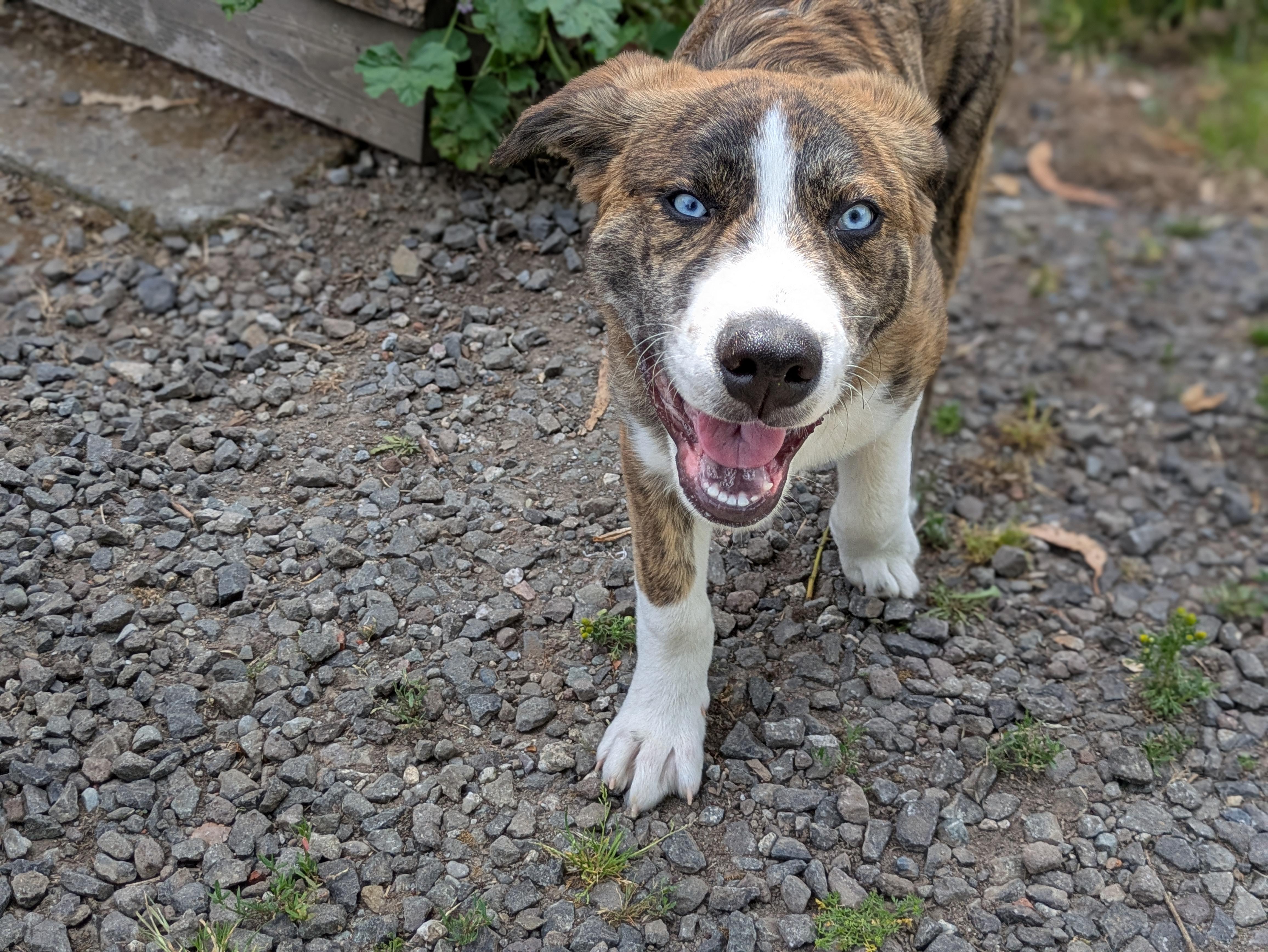 Alfredo, adoptable, Puppy Male Siberian Husky.