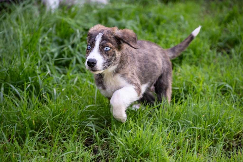 Enlarge Alfredo, an adoptable mixed breed in Santa Rosa, CA image 6/6