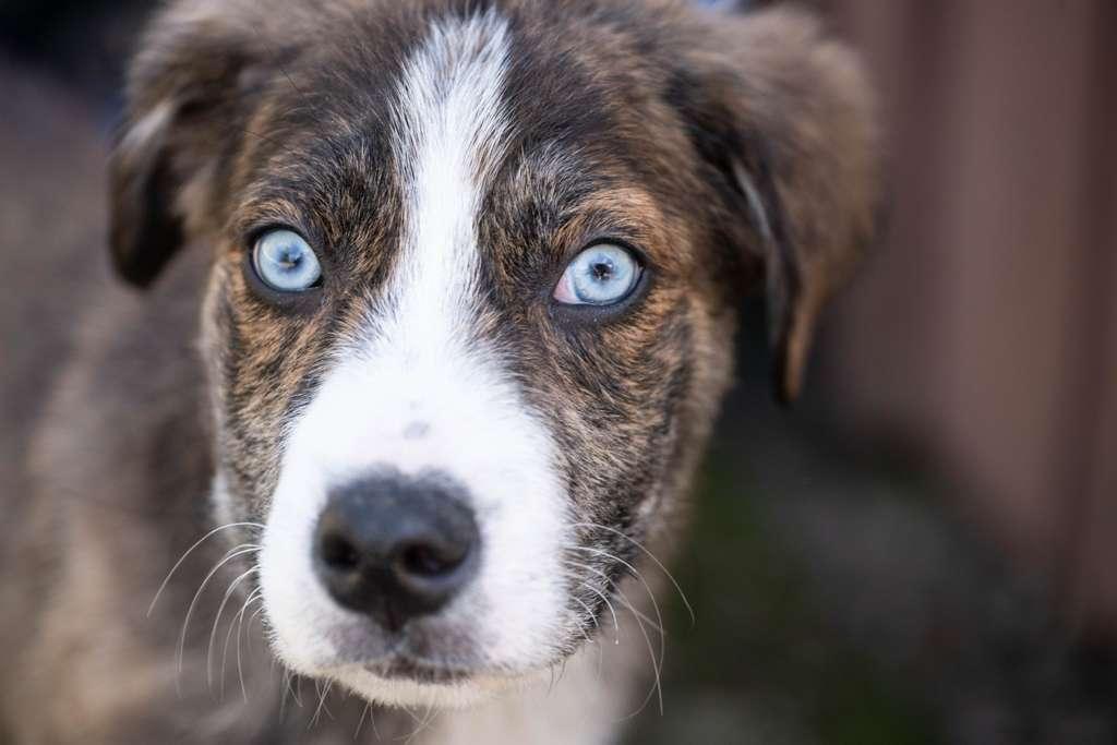 Alfredo, adoptable, Puppy Male Siberian Husky.