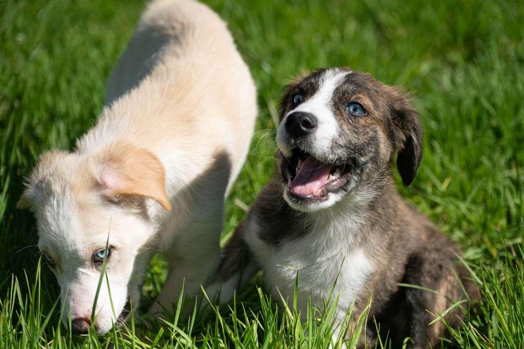 Enlarge Alfredo, an adoptable mixed breed in Santa Rosa, CA image 4/6