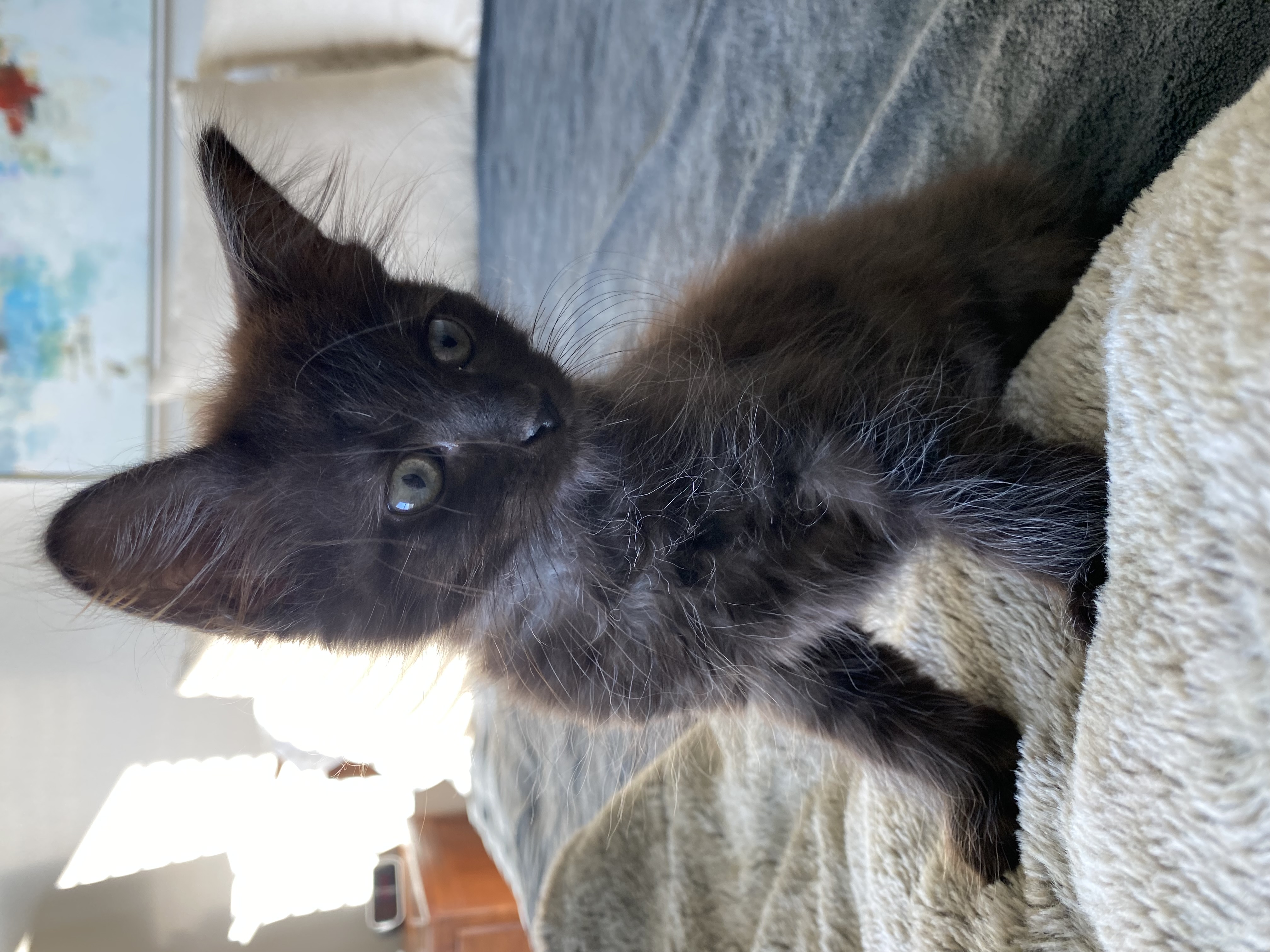 Wrigley, a Adopted Domestic Medium Hair image 2/3