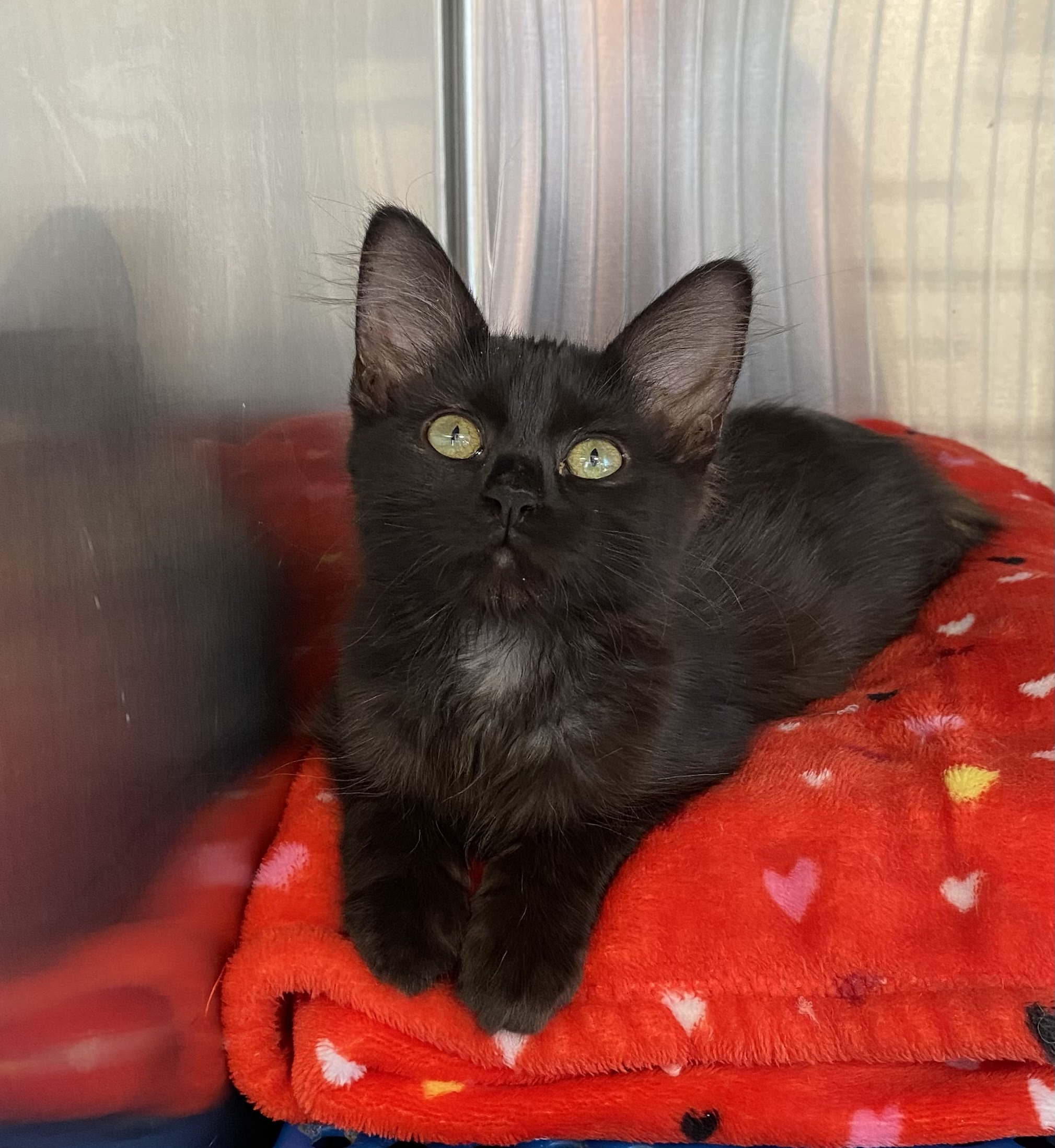 Wrigley, Adopted, Kitten Female Domestic Medium Hair.