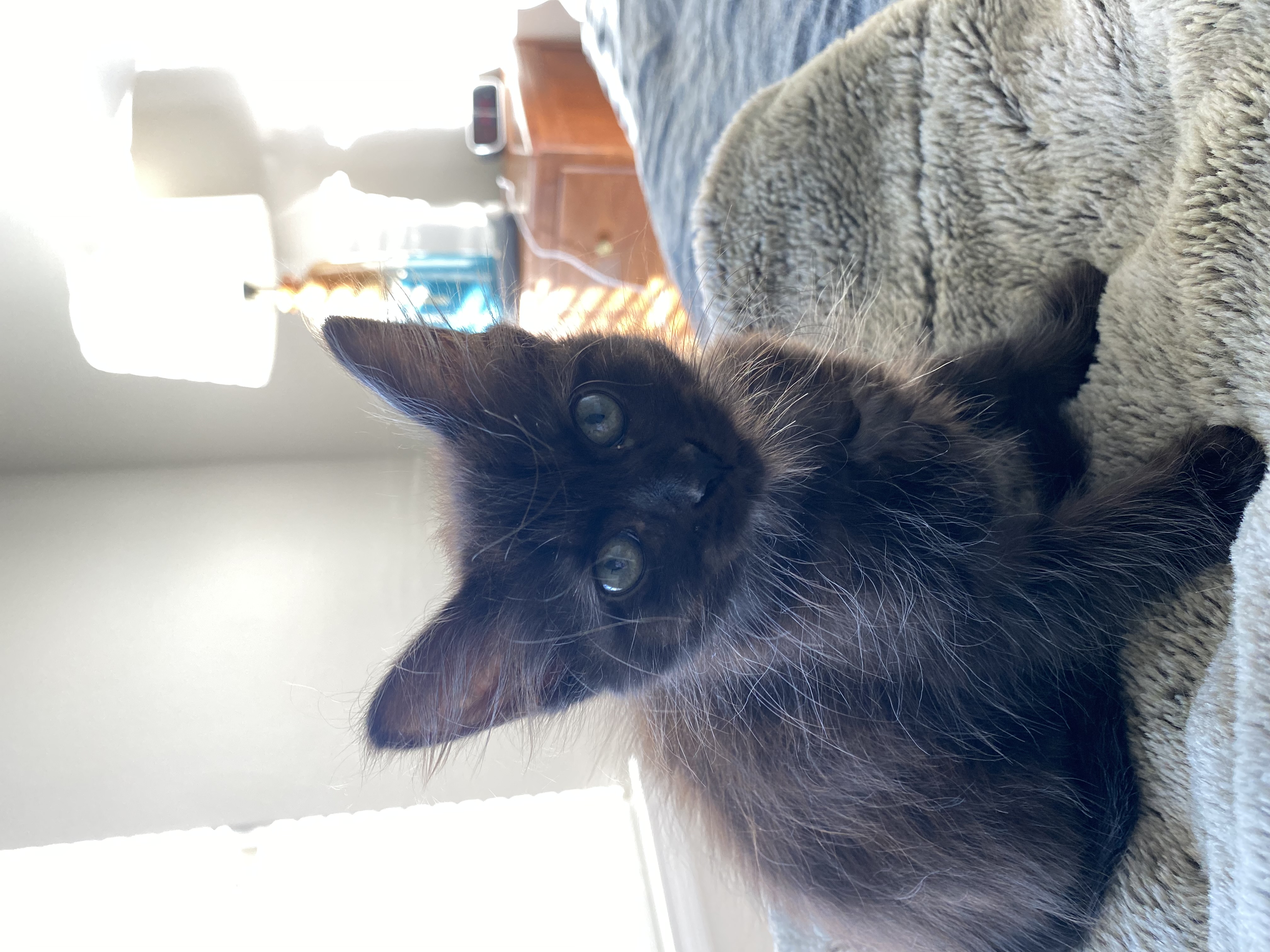 Wrigley, a Adopted Domestic Medium Hair image 3/3