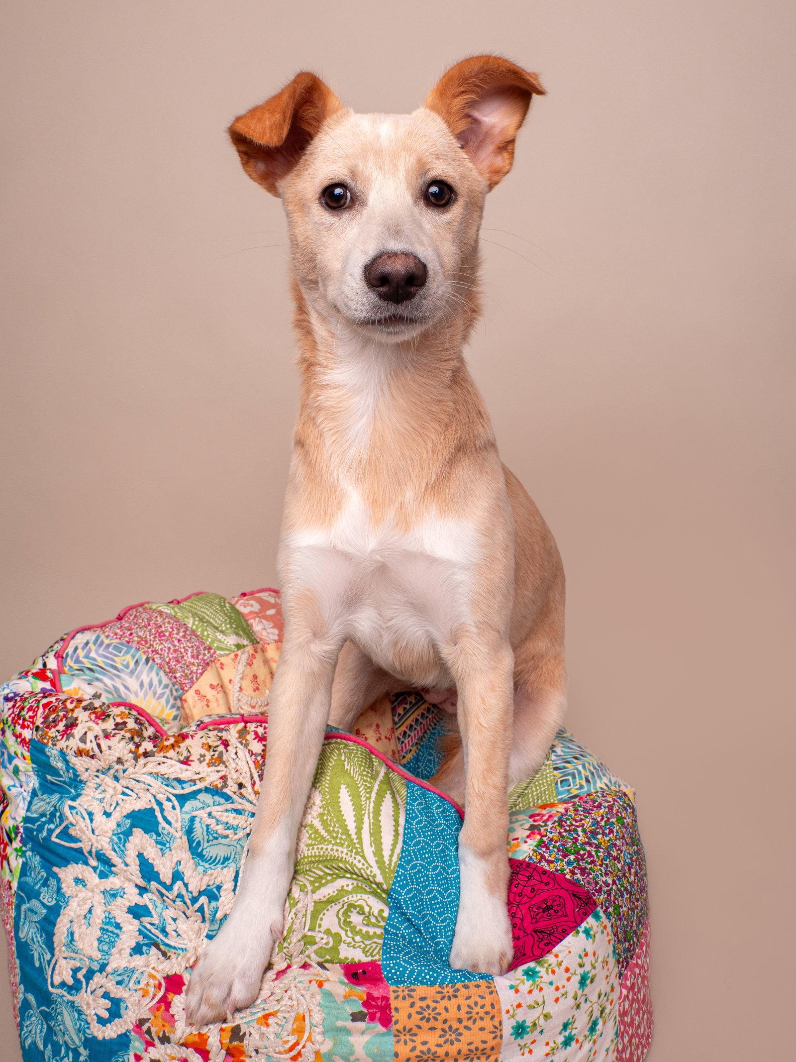 Enlarge Toy Box: Lite Brite, a Adopted mixed breed in Palo Alto, CA image 1/3
