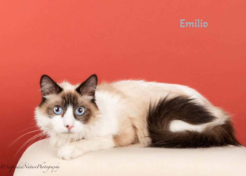 Emilio Estevez, Adoptable, Adult Male Snowshoe.