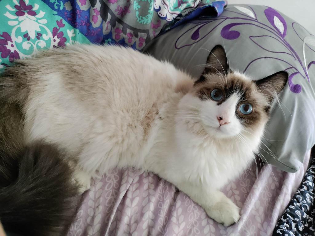 Emilio Estevez, Adoptable, Adult Male Snowshoe.