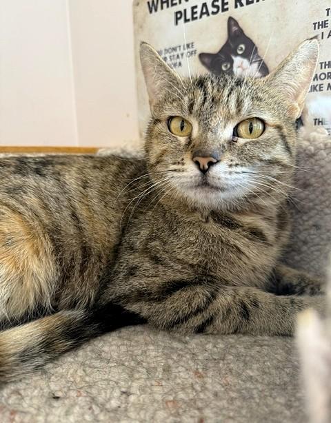 Kara, ADOPTABLE, Adult Female Domestic Short Hair.