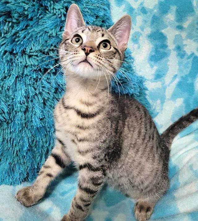 STAR-KNITE, Adoptable, Kitten Male Domestic Short Hair.