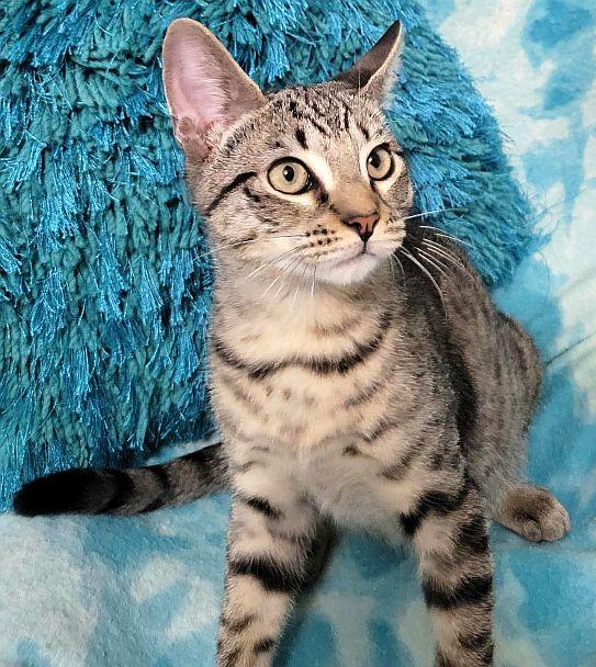 STAR-KNITE, a Adoptable Domestic Short Hair in Powder Springs, GA image 2/3