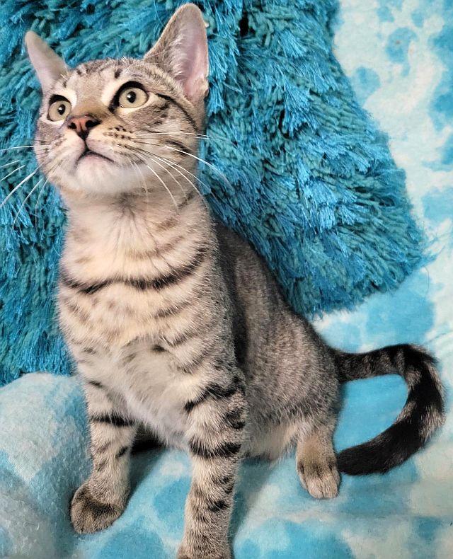 STAR-KNITE, a Adoptable Domestic Short Hair in Powder Springs, GA image 3/3