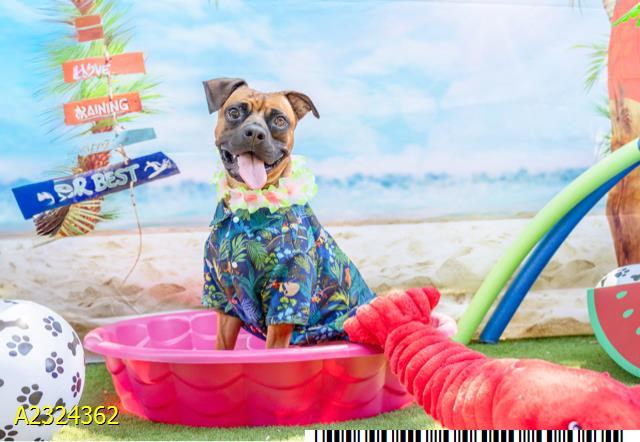 GIZMO, Adoptable, Adult Male Mixed Breed.