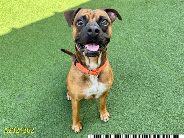 Enlarge GIZMO, a Adoptable Mixed Breed in West Palm Beach, FL image 1/1