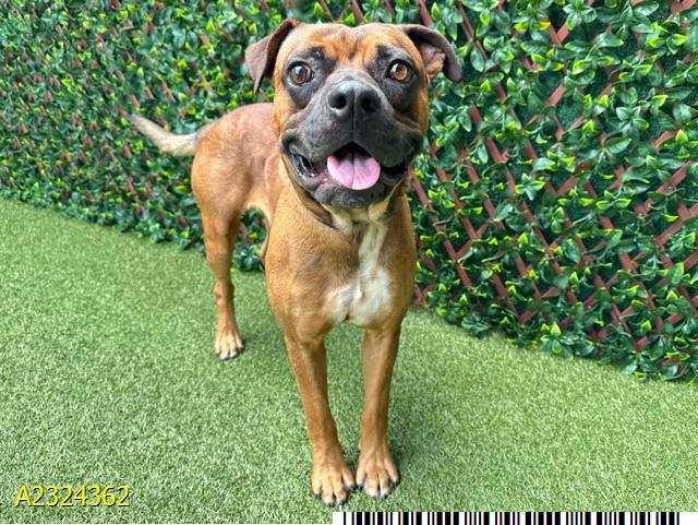 Enlarge GIZMO, a Adoptable Mixed Breed in West Palm Beach, FL image 1/1