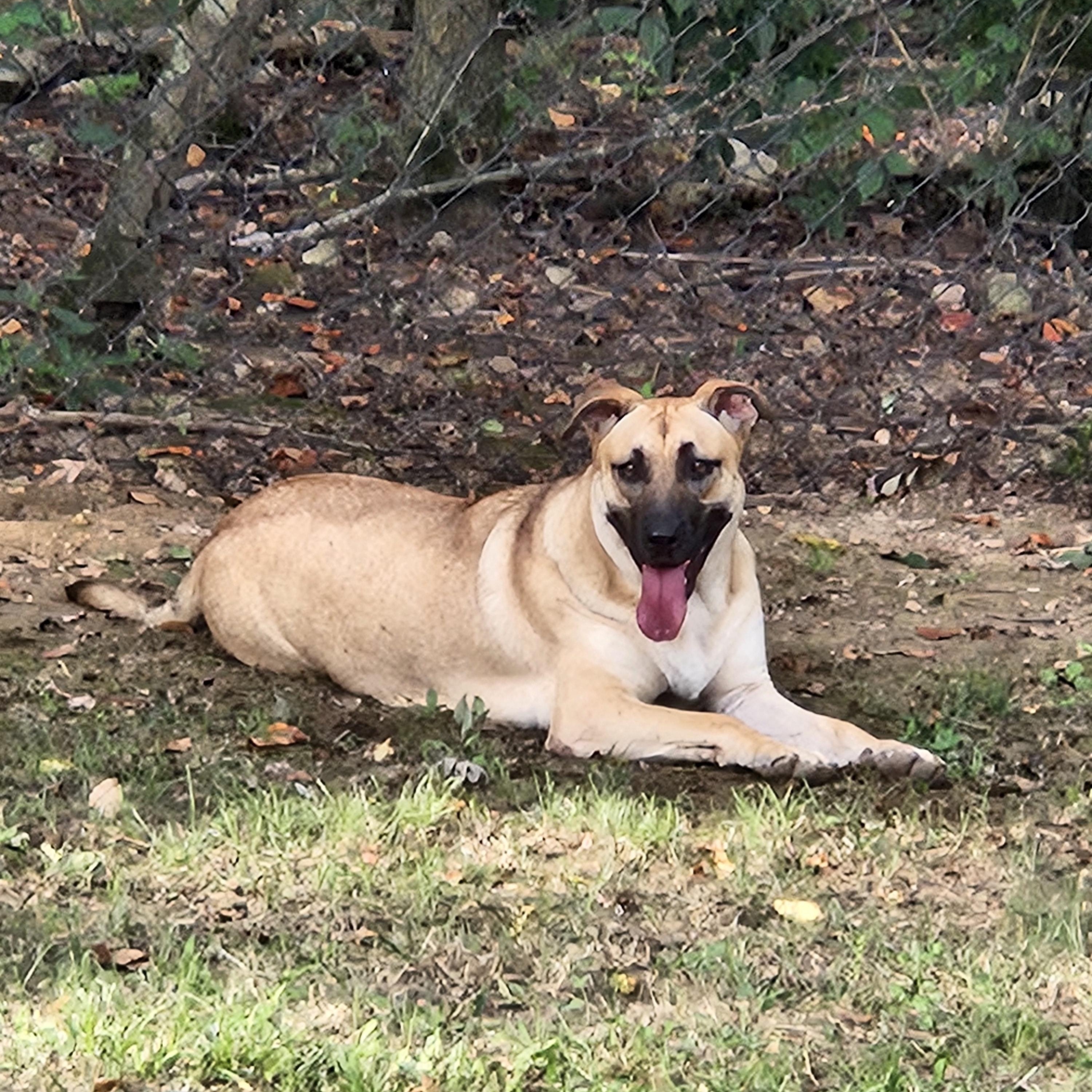 Sissy, a Adoptable mixed breed in Springdale, AR image 1/2