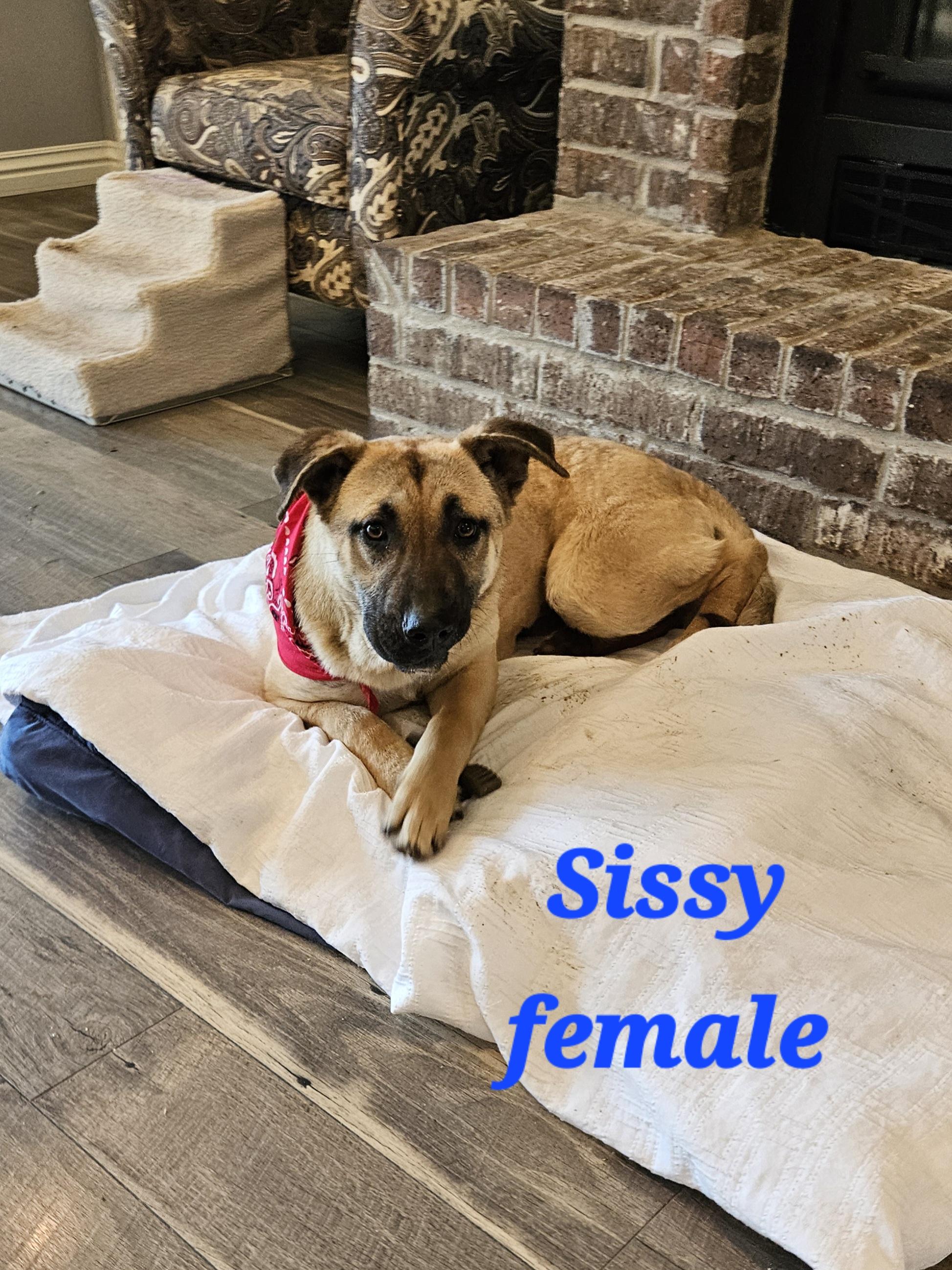 Sissy, a Adoptable mixed breed in Springdale, AR image 2/2